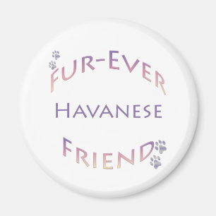 Imã Havanese Fuore