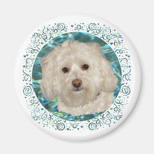 Imã Havanese na água de turquesa
