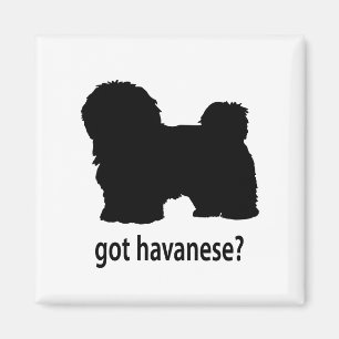 Imã Havanese obtido