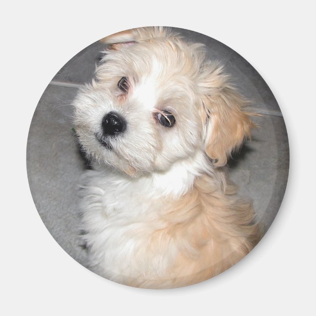 Imã Havanese Puppy (Frente)