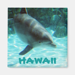 Imã Hawaii Dolphin