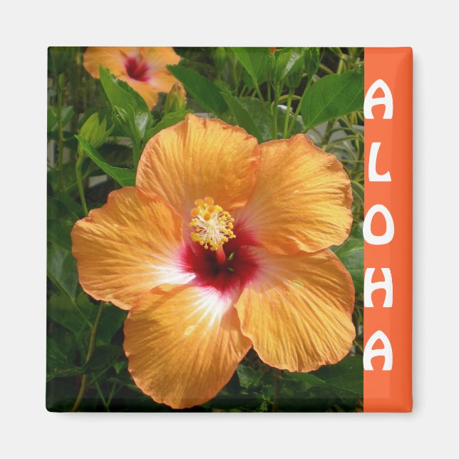 Imã Hawaii Hibiscus Aloha (Frente)