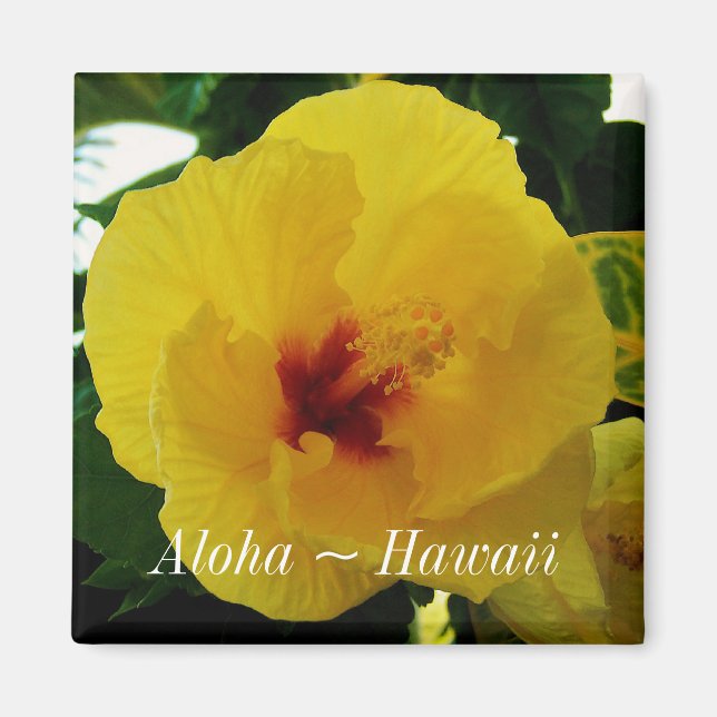 Imã Hawaii State Flower Yellow Hibiscus (Frente)