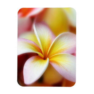 Ímã Hawaiian branco da flor de Havaí do Frangipani do