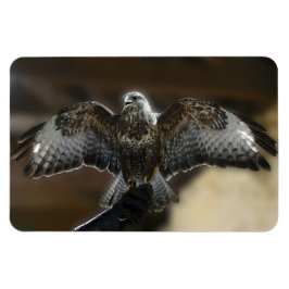 Ímã Hawk com o Santuário de Exmoor Owl & Wildlife