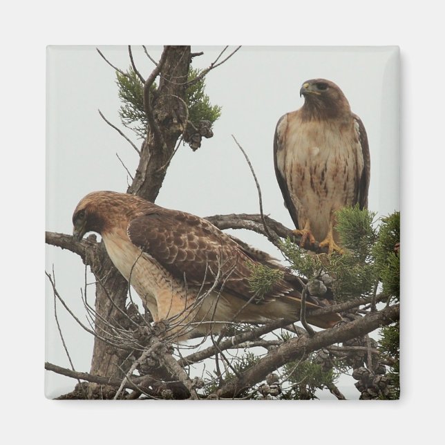 Imã Hawk Magnet 3 (Frente)