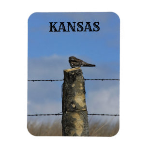 Ímã Hawk noturno dormindo em um imã Poste