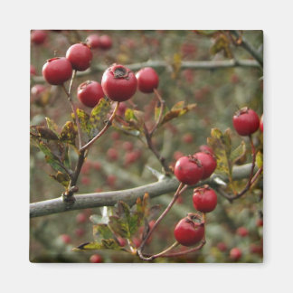 Imã Hawthorn Berries Magnet