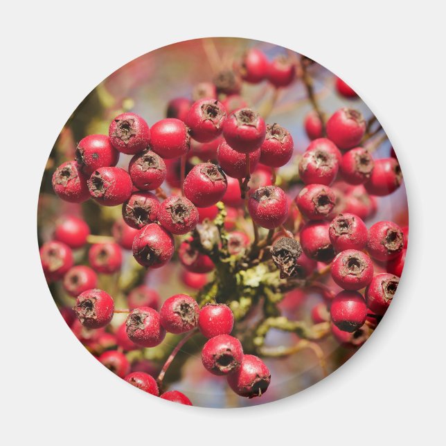 Imã Hawthorn Berries Magnet (Frente)