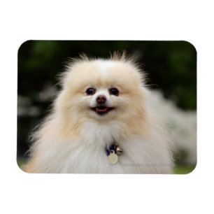Ímã Headshot 1 de Pomeranian