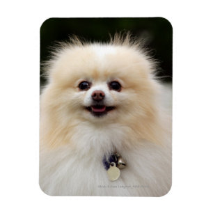 Ímã Headshot 1 de Pomeranian