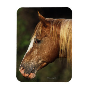 Ímã Headshot 1 do cavalo do Appaloosa