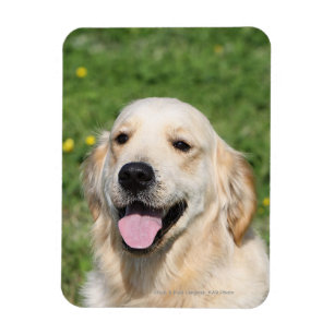Ímã Headshot 1 do golden retriever