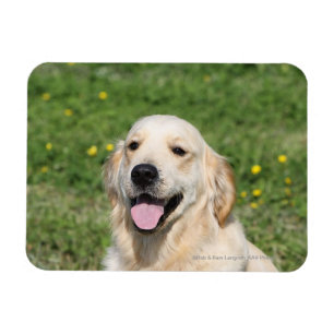 Ímã Headshot 1 do golden retriever