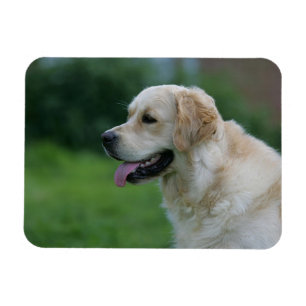 Ímã Headshot 2 2 do golden retriever