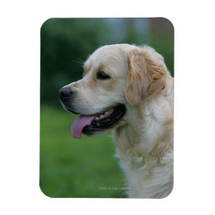Ímã Headshot 2 2 do golden retriever