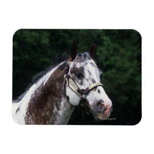 Ímã Headshot 2 do cavalo do Appaloosa