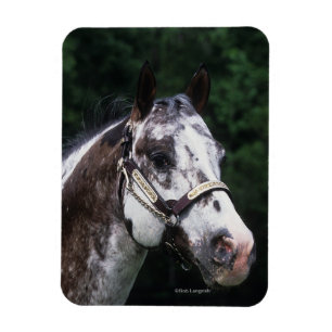 Ímã Headshot 2 do cavalo do Appaloosa