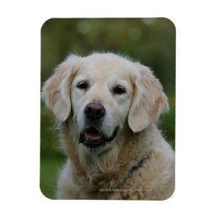 Ímã Headshot 2 do golden retriever