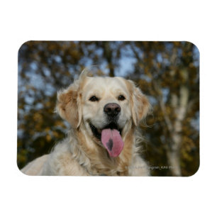 Ímã Headshot 3 do golden retriever