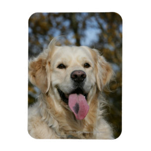 Ímã Headshot 3 do golden retriever