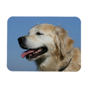 Ímã Headshot 4 do golden retriever