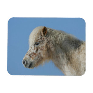 Ímã Headshot diminuto do cavalo