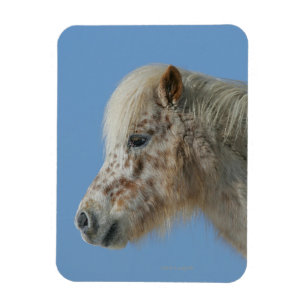 Ímã Headshot diminuto do cavalo
