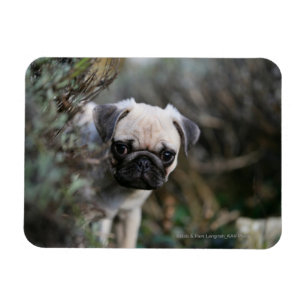Ímã Headshot do filhote de cachorro do Pug da jovem