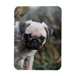 Ímã Headshot do filhote de cachorro do Pug da jovem