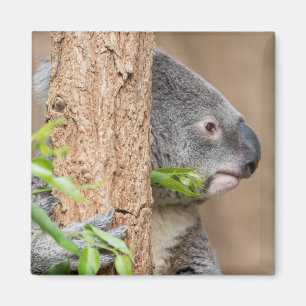 Imã Headshot do Koala