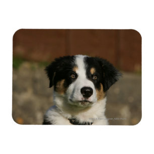 Ímã Headshot semanas de idade do filhote de cachorro