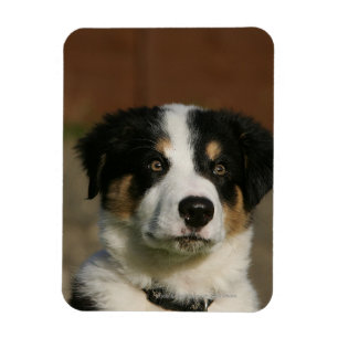 Ímã Headshot semanas de idade do filhote de cachorro