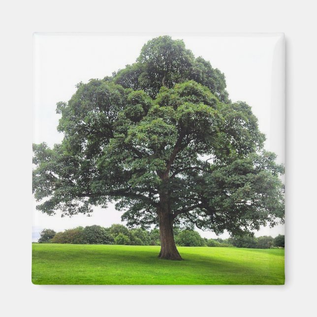 Imã Heaton Park Magnet (Frente)