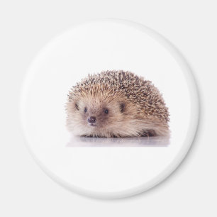 Imã Hedgehog,