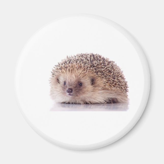 Imã Hedgehog, (Frente)