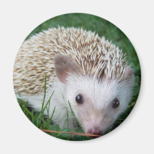 Imã Hedgehog