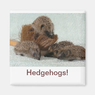 Imã Hedgehog