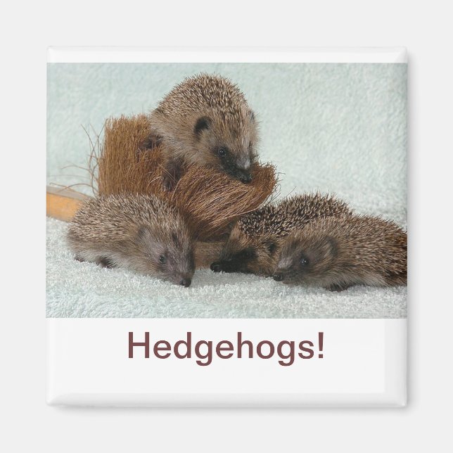 Imã Hedgehog (Frente)