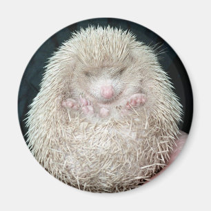 Imã Hedgehog