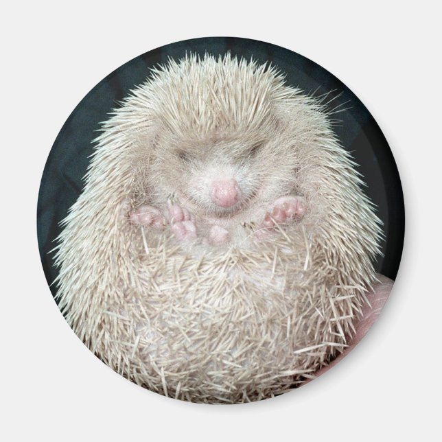 Imã Hedgehog (Frente)