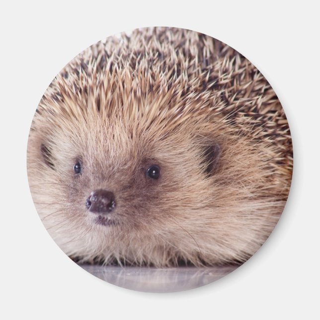 Imã Hedgehog, (Frente)