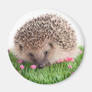 Imã hedgehog,