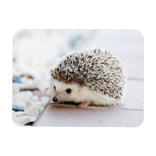 Ímã Hedgehog Baby