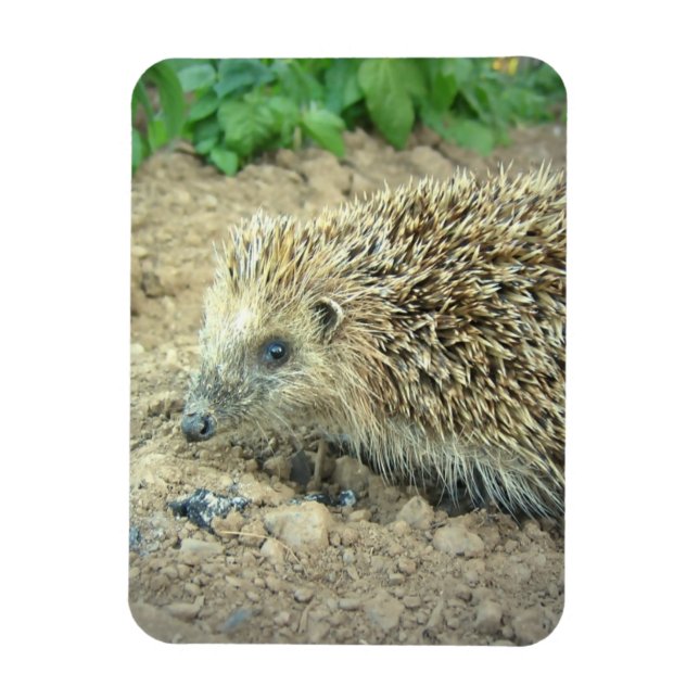 Ímã Hedgehog Care Premium Magnet (Vertical)