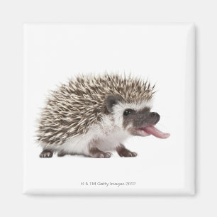 Imã Hedgehog de quatro dedos - Atelerix albiventris