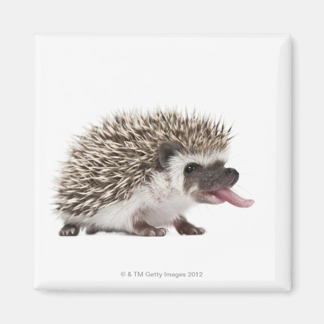 Imã Hedgehog de quatro dedos - Atelerix albiventris (Frente)