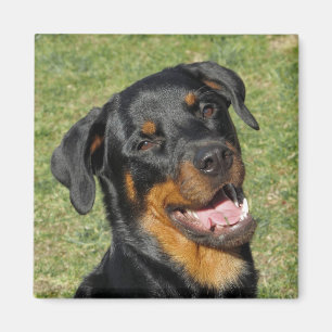 Imã Heidi Cute Rottweiler Magnet