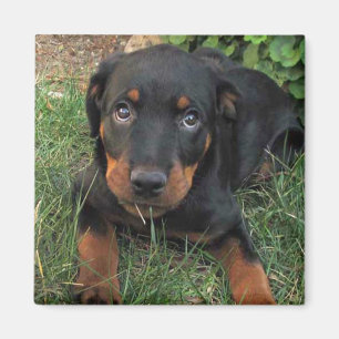 Imã Heidi Guilt Puppy Magnet