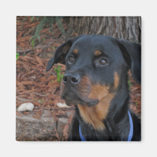 Imã Heidi Rottweiler Magnet